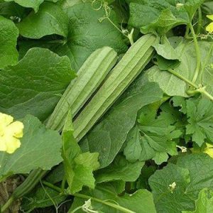 Gói 1g hạt giống mướp khía Thái Lan F1 SV 29