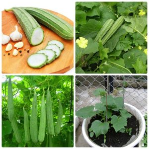 Gói 1g hạt giống mướp khía Thái Lan F1 SV 29