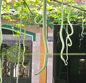 GÓI 2GR HẠT GIỐNG KHỔ QUA TÂY MƯỚP RẮN CAO SẢN