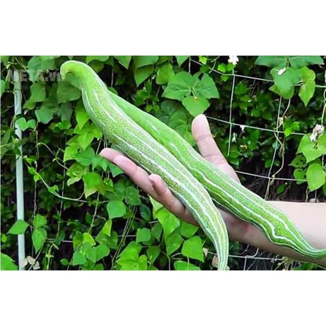 GÓI 2GR HẠT GIỐNG KHỔ QUA TÂY MƯỚP RẮN CAO SẢN