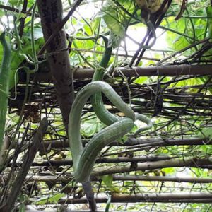 Gói 2g hạt giống mướp rắn