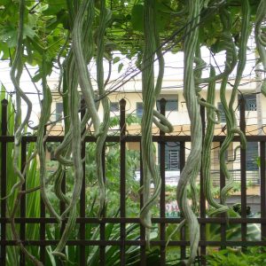 GÓI 2GR HẠT GIỐNG KHỔ QUA TÂY MƯỚP RẮN CAO SẢN