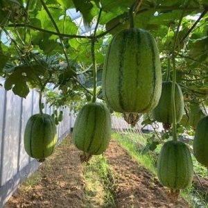 Cây giống Mướp Táo Đài Loan