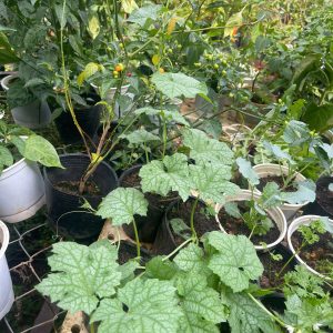 Cây giống Mướp Táo Đài Loan