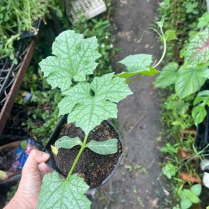 Cây giống Mướp Táo Đài Loan