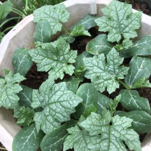 Cây giống Mướp Táo Đài Loan