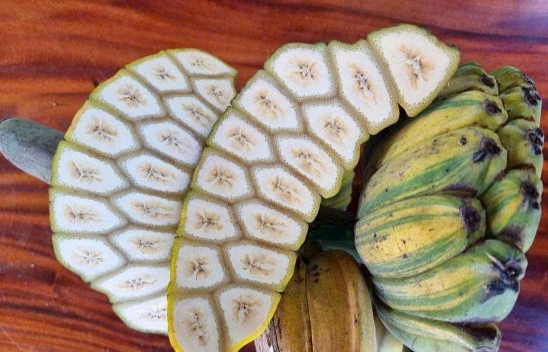 Cây giống chuối Musa Var (đột biến) hàng hiếm sưu tầm - giống chuối bàn tay cầu nguyện