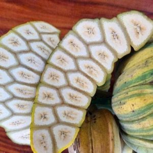 Cây giống chuối Musa Var (đột biến) hàng hiếm sưu tầm - giống chuối bàn tay cầu nguyện