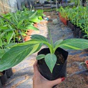 Cây giống chuối Musa Var (đột biến) hàng hiếm sưu tầm - giống chuối bàn tay cầu nguyện