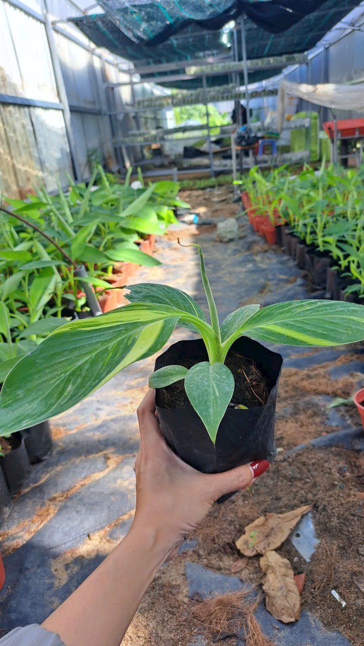 Cây giống chuối Musa Var (đột biến) hàng hiếm sưu tầm - giống chuối bàn tay cầu nguyện