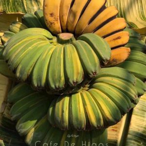 Cây giống chuối Musa Var (đột biến) hàng hiếm sưu tầm - giống chuối bàn tay cầu nguyện