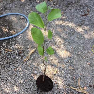 Cây giống Mãng Cầu - Na dứa Đài Loan cho quả to, thịt dai, hương vị thơm ngọt mềm