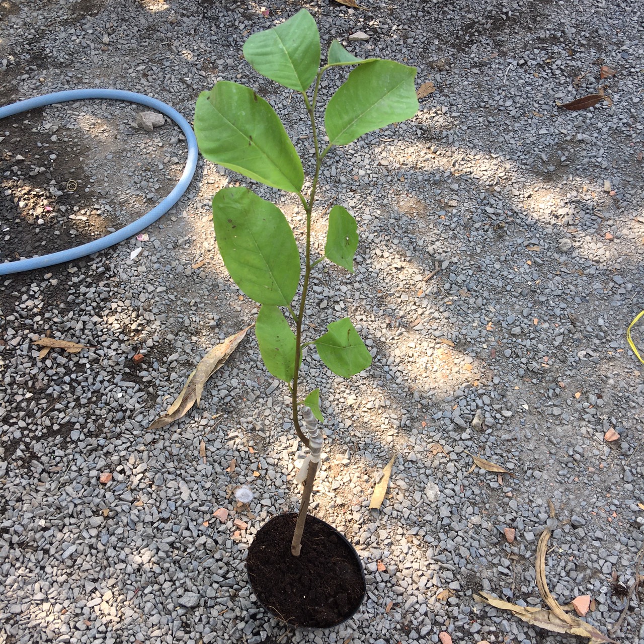 Cây giống Mãng Cầu - Na dứa Đài Loan cho quả to, thịt dai, hương vị thơm ngọt mềm