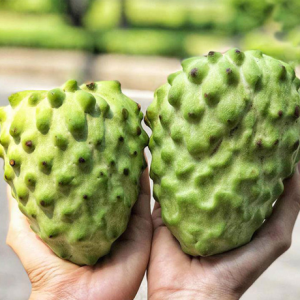 Cây giống Mãng Cầu - Na dứa Đài Loan cho quả to, thịt dai, hương vị thơm ngọt mềm