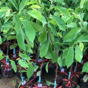 Cây giống Mãng Cầu - Na dứa Đài Loan cho quả to, thịt dai, hương vị thơm ngọt mềm