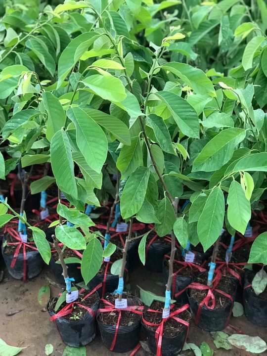 Cây giống Mãng Cầu - Na dứa Đài Loan cho quả to, thịt dai, hương vị thơm ngọt mềm