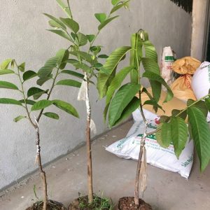 Cây giống Na Vàng Gai Nam Mỹ - na Rollinia 1-1,5kg/quả