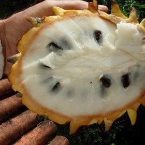 Cây giống Na Vàng Gai Nam Mỹ - na Rollinia 1-1,5kg/quả