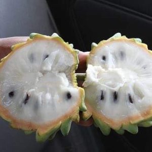 Cây giống Na Vàng Gai Nam Mỹ - na Rollinia 1-1,5kg/quả