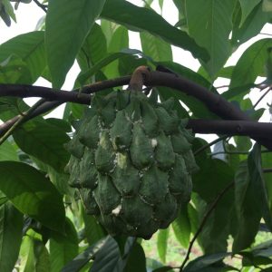 Cây giống Na Vàng Gai Nam Mỹ - na Rollinia 1-1,5kg/quả