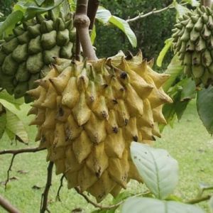 Cây giống Na Vàng Gai Nam Mỹ - na Rollinia 1-1,5kg/quả