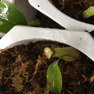 Chậu cây nắp ấm bắt côn trùng - Cây bắt mồi - Nepenthes mirabilis