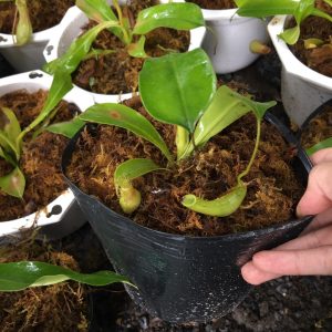 Chậu cây nắp ấm bắt côn trùng - Cây bắt mồi - Nepenthes mirabilis
