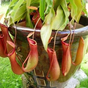 Chậu cây nắp ấm thu hút côn trùng - Nepenthes mirabilis