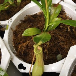 Chậu cây nắp ấm bắt côn trùng - Cây bắt mồi - Nepenthes mirabilis
