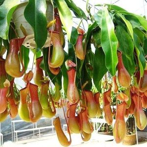Chậu cây nắp ấm thu hút côn trùng - Nepenthes mirabilis