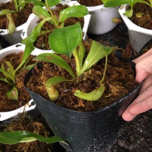 Chậu cây nắp ấm bắt côn trùng - Cây bắt mồi - Nepenthes mirabilis