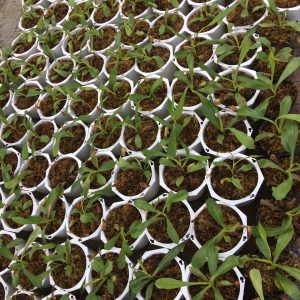 Chậu cây nắp ấm bắt côn trùng - Cây bắt mồi - Nepenthes mirabilis