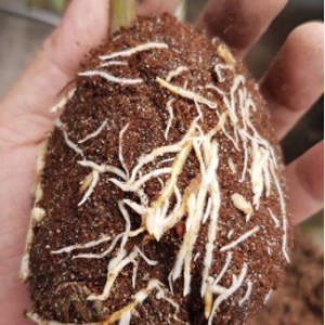 Chai 100ml Phân bón lá Natrazyme siêu ra rễ vua mầm hoa