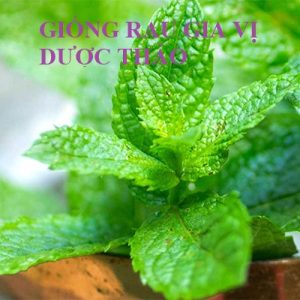 Gói 0.2g hạt giống bạc hà Âu (húng lủi)