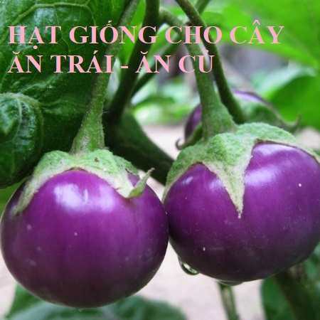 Gói 0.5gr Hạt giống cà pháo tím cao sản