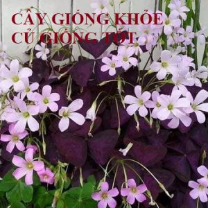Combo 3 Củ giống hoa bướm đêm Cây cực dễ trồng ít chăm sóc, ra hoa quanh năm