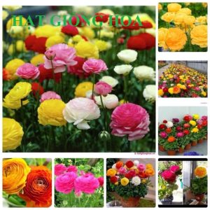 Gói 20 Hạt Giống Hoa Hồng Ri Ba Tư Nhiều Màu - NanuSeeds