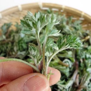 Gói 50  hạt giống Ngải Cứu Nhật Bản