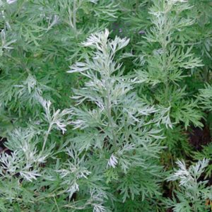 Gói 50  hạt giống Ngải Đắng Wormwood