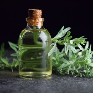 Gói 50  hạt giống Ngải Đắng Wormwood