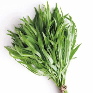 Gói 100  hạt giống Ngải Giấm Tarragon Nga
