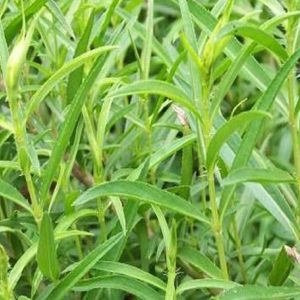 Gói 100 hạt giống Ngải Giấm Tarragon Nga