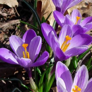 Củ giống hoa nghệ tây màu tím