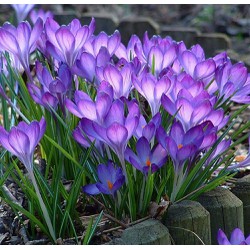 Củ giống hoa nghệ tây màu tím