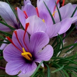 Củ giống hoa nghệ tây màu tím