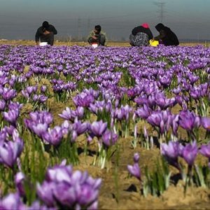 Củ giống hoa nghệ tây màu tím