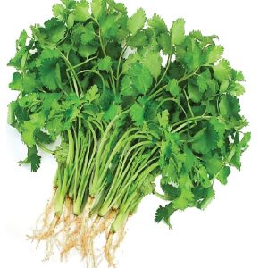 HẠT GIỐNG NGÒ HẠT LỚN Ngò Đỏ Mùi ta - 20gr