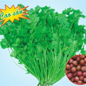 HẠT GIỐNG NGÒ HẠT LỚN Ngò Đỏ Mùi ta - 20gr