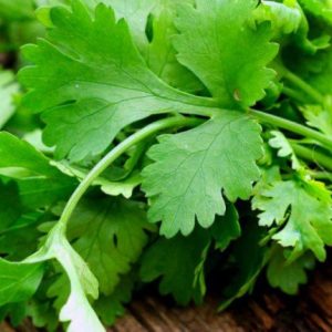 Gói 20g hạt giống ngò Bạc Liêu