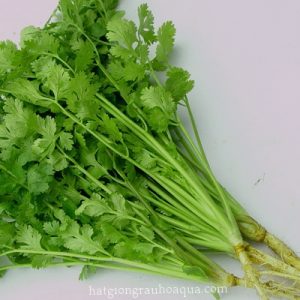 Gói 20g hạt giống ngò Bạc Liêu